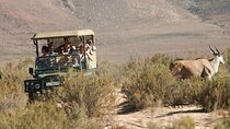  Full Day Game Drive Safari Just 2 Hours from Cape Town