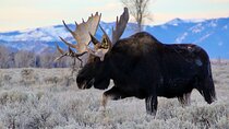 Grand Teton National Park Private Wildlife Safari - Full Day