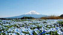 3 Days Tokyo, Mt. Fuji and Hakone Private Tour from Tokyo