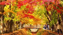 One day Tour to Mount Fuji popular attractions