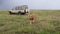 4-Days Group Tour to Tarangire Serengeti Ngorongoro