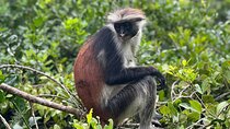 Jozani Forest ,Kuza Cave,Paje beach&the Rock Private Tour