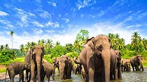 5 Days and 4 Nights Private Tour in Kandy Bentota and Colombo