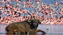 5 Days Masai Mara Nakuru Naivasha joining Group Budget Safari