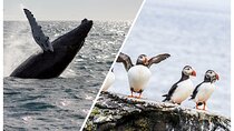Wildlife Whale Watching and Puffin Tour in Reykjavik