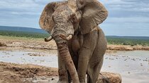 Addo National park and Kragga Kamma Pvt Game reserve