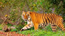 7 Days Private Luxury Golden Triangle Tour With Ranthambore