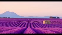 Lavender - Verdon Canyon - Castellane - Moustier - Small Group
