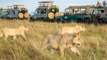 Half Day Guided Tour in Nairobi National Park