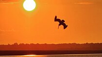 Sunset Dolphin Cruise (options for public of private)