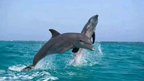 Swimming with Dolphin Full Day Snorkeling Adventure in Hurghada