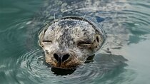 Vancouver's City and Nature | Waterfront Sightseeing Zodiac Tour 