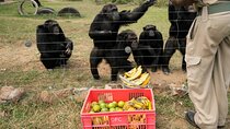 Ol Pejeta Conservancy and Chimpanzee Sanctuary Day Tour