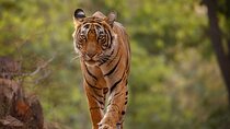 Day Trip from Jaipur to Ranthambore Safari
