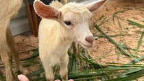 Petting Zoo Interactive Farm Experience