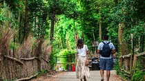Kyoto Guided Tour of Bamboo Forest, Temple and more