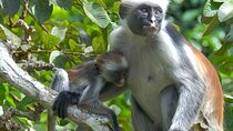 Jozani Forest & Rock Restaurant with Transfer – Zanzibar