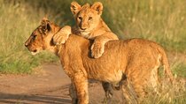 Big Five Full Day Safari at Aquila Game Reserve Cape Town