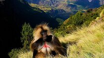  "15-Day Northern Ethiopia: A Journey Through Time"