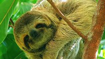 Explore and Learn in Manuel Antonio with a guided tour