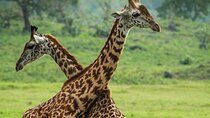  From Arusha: Safari 1 Day Trip to Arusha National Park 