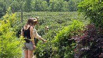 Hangzhou Cultural Day Tour