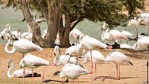 Love & Flamingo Lake Tour with Dinner & Live Show at Bab al Shams