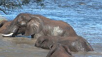 Game Drive and Rhino Walk
