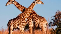 Nairobi National Park Tour with Game Drive and Transfer