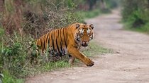 Golden Triangle Tour With Ranthambore Tiger Safari