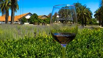 Half Day Santa Rita Vineyard Tour