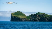Vestmannaeyjar Private Day Tour Puffins and Hidden Gems