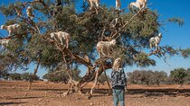 Essaouira Day Trip from Marrakech Coastal Adventure