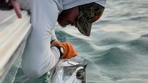 4 Hour Sunset Seasonal Tarpon Charter from Key West