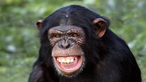 Day Tour to Ol-Pejeta Conservancy From Nairobi