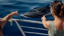 Lana'i Snorkel And Dolphin Quest with Maui Turtle Spot Tour