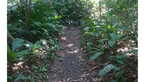 Tijuca Forest