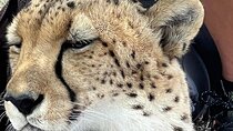 Cheetah Outreach and Award-Winning Winelands Full Day Tour