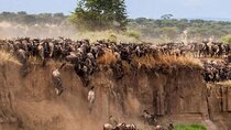 7 Days Safari Masai Mara Nakuru Hells gate and Amboseli Parks
