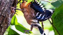 Phnom Penh & Kirirom National Park Birds Tour
