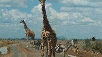 Nairobi National Park Half Day Game Drive Tour