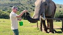 2 Day Greater Addo Ultimate Safari 
