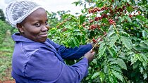 Fairview Coffee Estate Tour with Tasting and Pickup