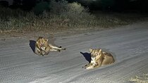Night Game Drive at Nairobi National Park