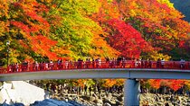 Colored Leaves in Korankei, Obara Four-season Cherry 