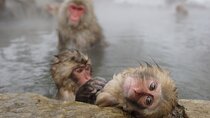 2 Day Nagano Exploration Snow Monkeys Onsen & Hokusai