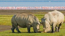 Lake Nakuru National Park Day Trip and Lake Naivasha Boat Ride
