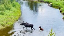 Private Driving Tour of the Rocky Mountain National Park