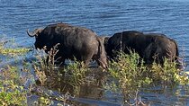 Shared 5 Day 4WD Livingstone Safari Tour