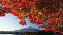 Tokyo: Mount Fuji One Day Trip Lake Kawaguchi & Lake Yamanaka